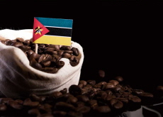 Gorongosa Coffee Project Helps Reforestation Efforts - World News I