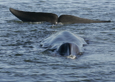 Iceland Resumes Commercial Whaling - In Spotlight