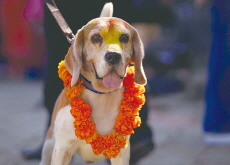 Kukur Tihar, Nepal’s Day for Celebrating Dogs - Culture