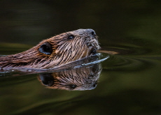 Wild Beavers Return to West London After Centuries - Global News