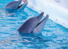 South Korea Prohibits Aquarium Display of Whales & Dolphins - Focus