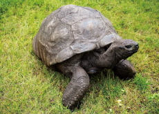 Oldest Land Animal in the World Turns 191 Years Old - Photo News