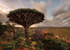 The Dragon's Blood Tree in Socotra - Science
