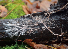 The Unseen World of Mycelial Networks - Science
