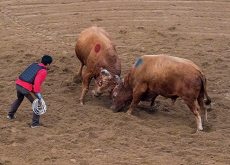 South Korean Animal Activists Oppose Korean Bullfighting as Cultural Heritage - Culture/Trend