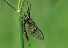 Oriental Mayflies Plague Seoul - National News I