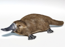 The Science Behind Platypus Venom - Science