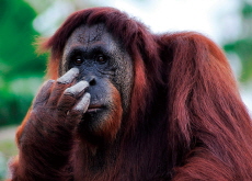 Malaysia’s Orangutan Diplomacy Faces Backlash - In Spotlight