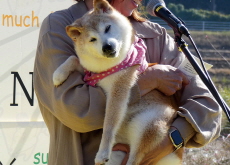 Kabosu, the Shiba Inu Behind the Doge Meme, Passes Away - Culture/Trend