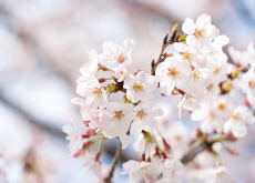 The Language of Flowers - History