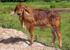 South Korea Confirms Fourth Case of Lumpy Skin Disease in Cattle - National News I