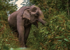 Flash Floods Hit Elephant Sanctuary in Thailand - World News I