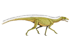 Triassic Discovery in Brazil: The Key To Understanding the Origin of Dinosaurs? - Science