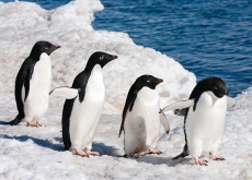 Seo Myeongho: The Artist Behind the Iconic Penguin Shots - People