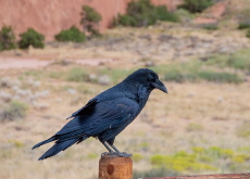 Maui Celebrates the Return of the Hawaiian Crow - Science