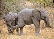 Nikon Comedy Wildlife Awards - Science