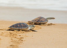 Sea Turtle Dance Offers Insight Into Sea Turtles’ Navigational Ability - Science