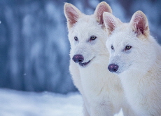 Lab-Born Wolf Pups Spark Debate Over De-Extinction - In Spotlight