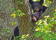 Black Bears Wake Early, Roam Farther South Amid Milder Weather - Global News
