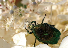Surprising Pollinators That Aren’t Bees - Special Report