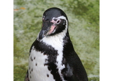World’s Oldest Humboldt Penguin Turns 37 - In Spotlight