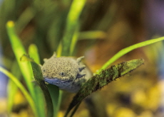 Endangered Axolotls Thrive in New Wetland Home, Sparking Conservation Hope - Special Report