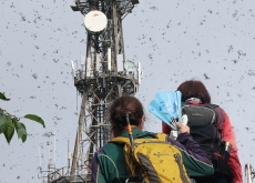 Lovebug Swarms Blanket Seoul, Sparking Frustration and Ecological Debate - Headline News
