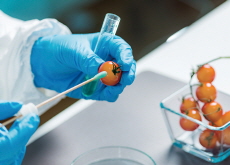 Galápagos Island Tomatoes Show Signs of ‘Reverse Evolution’ - Science