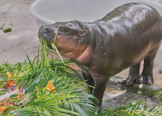 Moo Deng, the Baby Pygmy Hippo, Celebrates First Birthday at Thai Zoo - In Spotlight