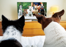 Dogs and TV: Study Tracks Their Screen Time Habits - Science