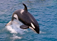 Wild Orcas Are Bringing Food to Humans – But Why? - Special Report