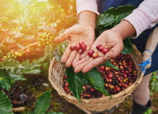 How Fair Trade Supports Farmers and Communities - Focus