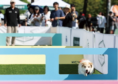 First Dog Sports Competition Opens in Seoul - Photo News