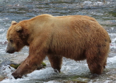Fat Bear Week 2025: The Internet’s Favorite Wildlife Contest - In Spotlight