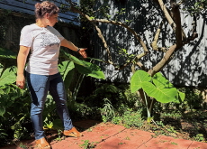 When Your Backyard Hides a Piece of Rome - In Spotlight