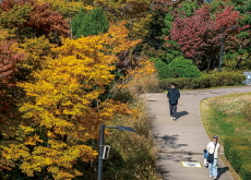 Autumn Colors Settle Over Baekbeom Square - Photo News