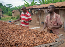Climate Change Is Altering the Taste – And Price – Of Chocolate - Science