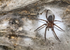 Expedition Records Largest Known Spider Web in Sulfur Cave - In Spotlight