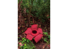 Research Team Documents Rare Rafflesia Opening After Years-Long Quest - Science