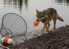 Haíɫzaqv Nation Cameras Capture Wolves’ Surprising Ingenuity - In Spotlight