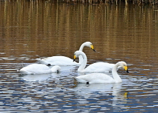 Whooper Swans Return for Winter - Photo News