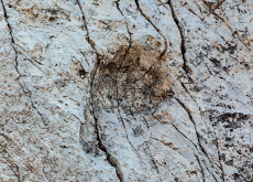 Ancient Dinosaur Footprints Discovered High in the Italian Alps - Science