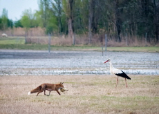 The European Green Belt Initiative - Special Report