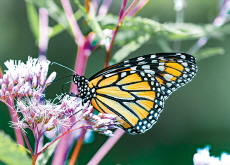 How Monarch Butterflies Stay on Course Across Thousands of Miles - Science