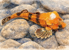 Built To Beat: Inside the Rockhead Poacher’s Strange Anatomy - Science