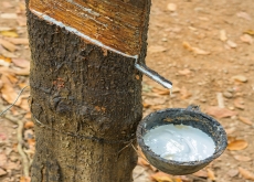 The History of Botanical Gardens - History