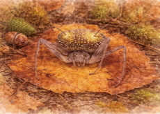 The Spider That Wears a Fungus Costume - Science