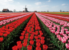 Blooming Influence: Flowers as Tools of Modern Diplomacy - Culture