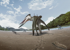 100-Million-Year-Old Pterosaur Chase Found in South Korea - Global News