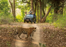 Silent Safaris: Why Phones Are Being Banned in India’s National Parks - Special Report